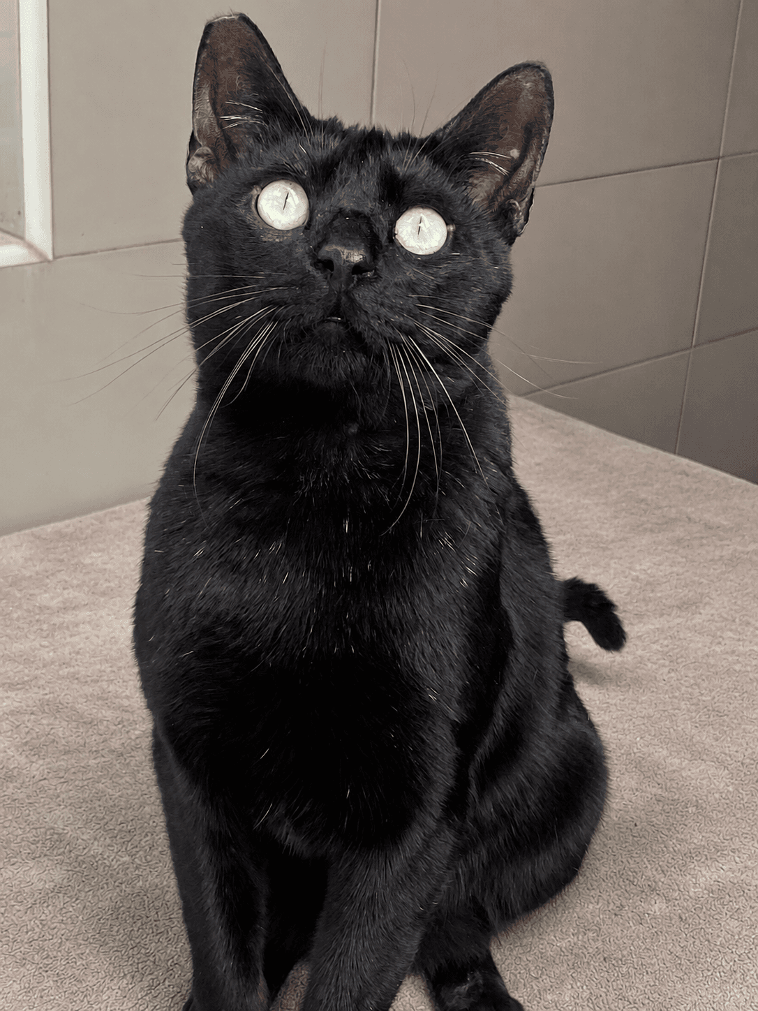 1_blacky