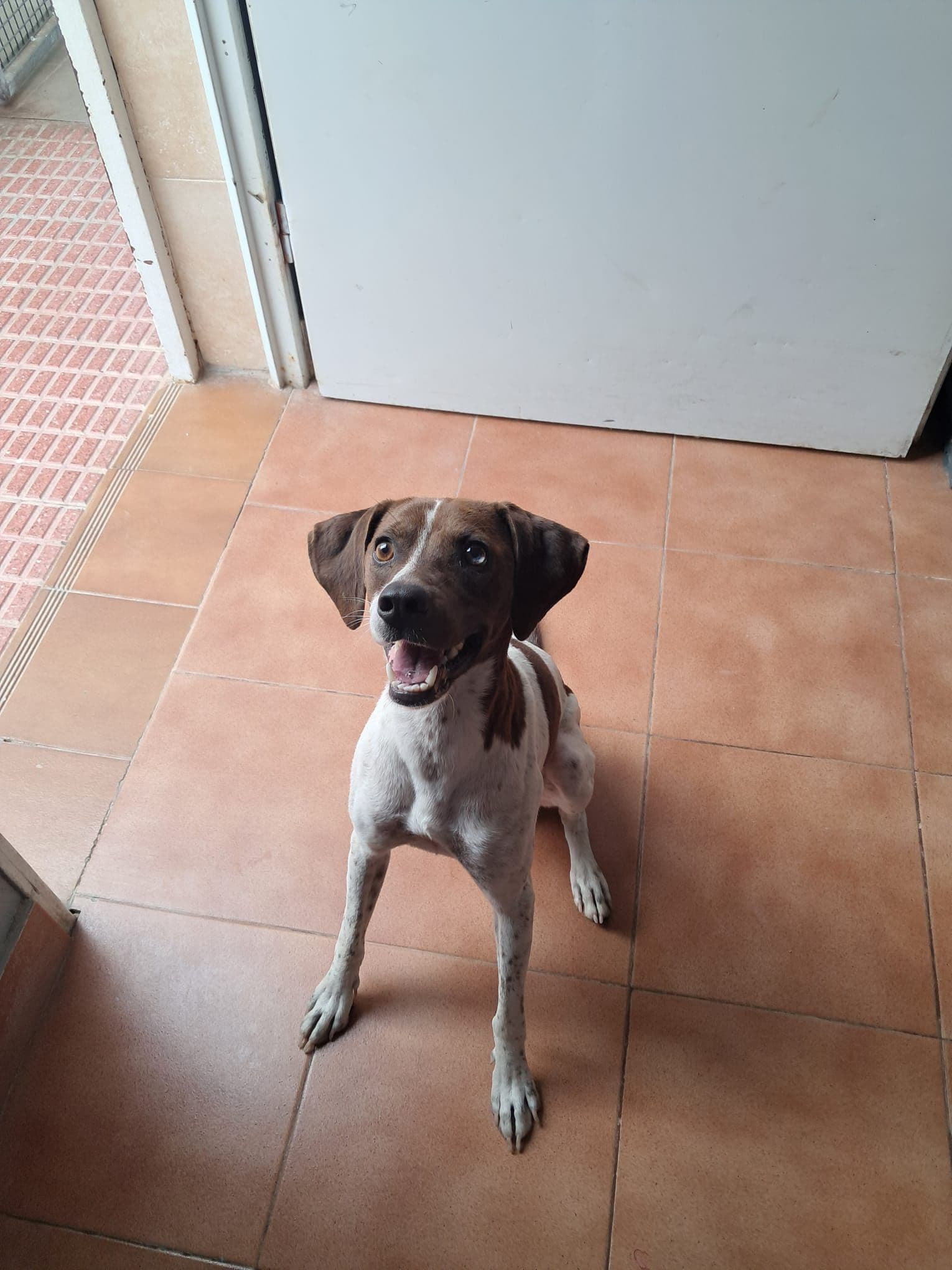 bruno 2