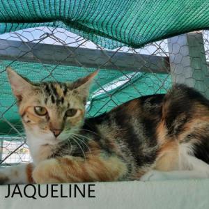  Jaqueline 