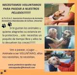 SER VOLUNTARIO
